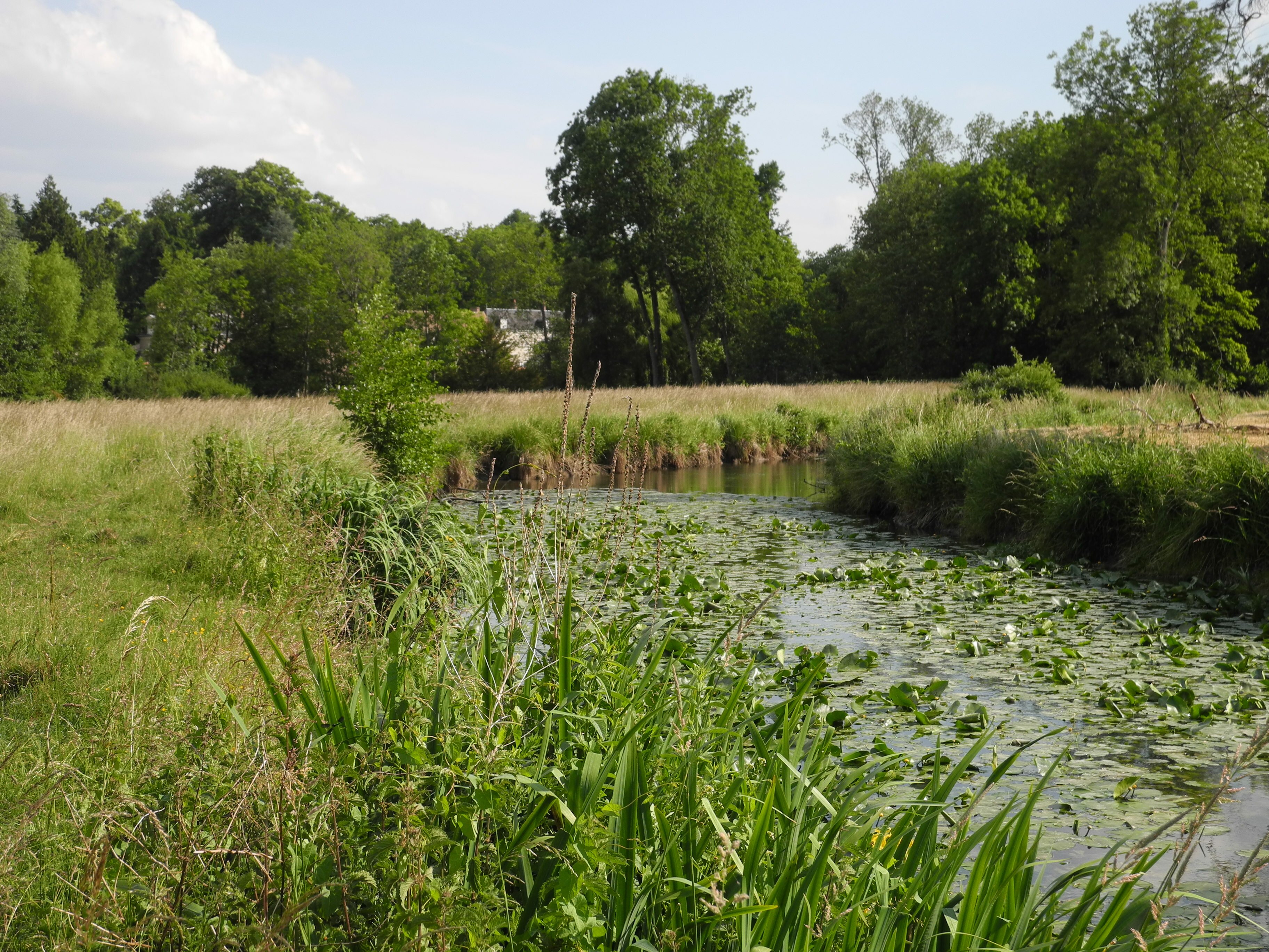 Mare de Chécy (45) - Photo : Loiret Nature Environnement